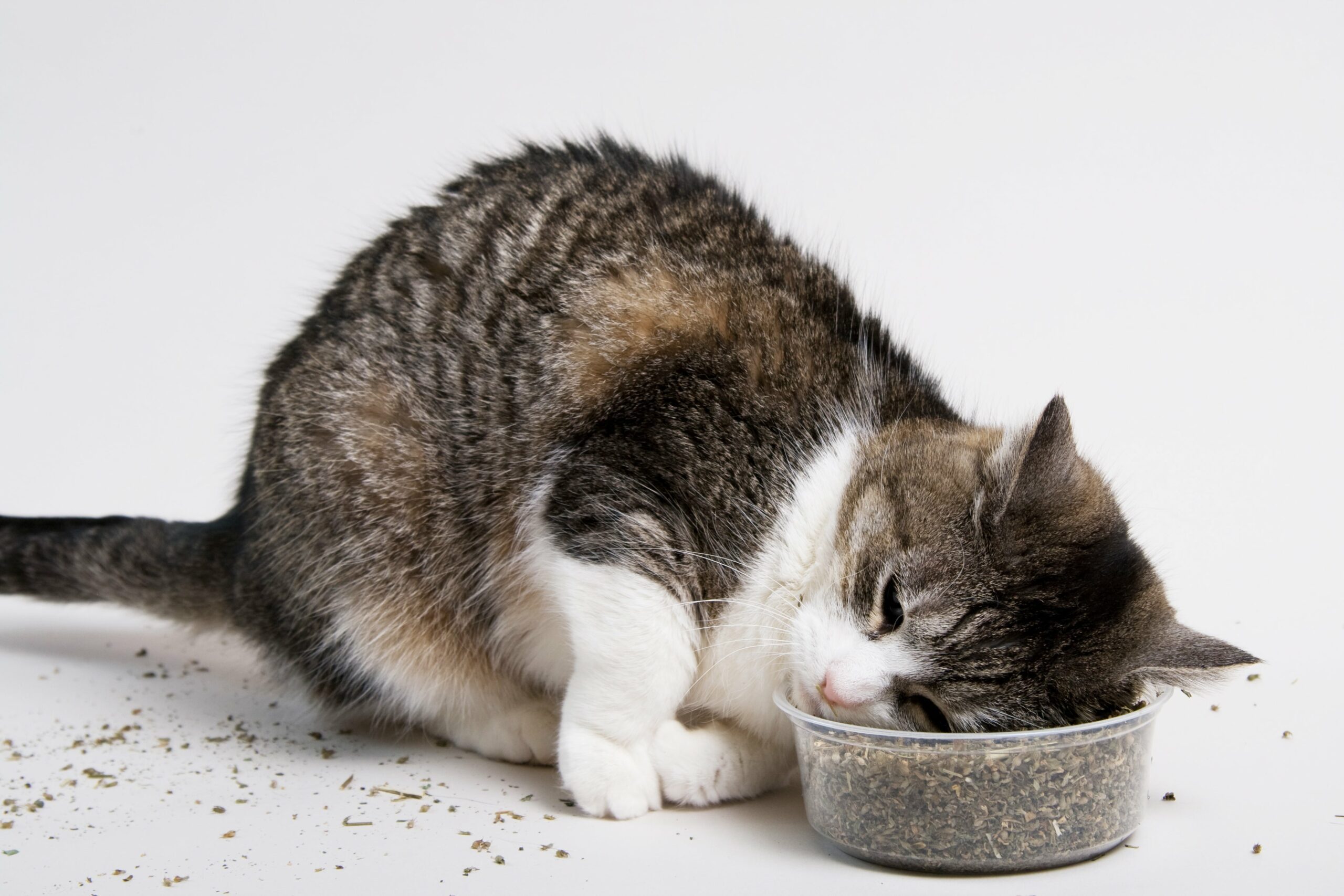 Les chats doivent-ils manger de l’herbe à chat ?