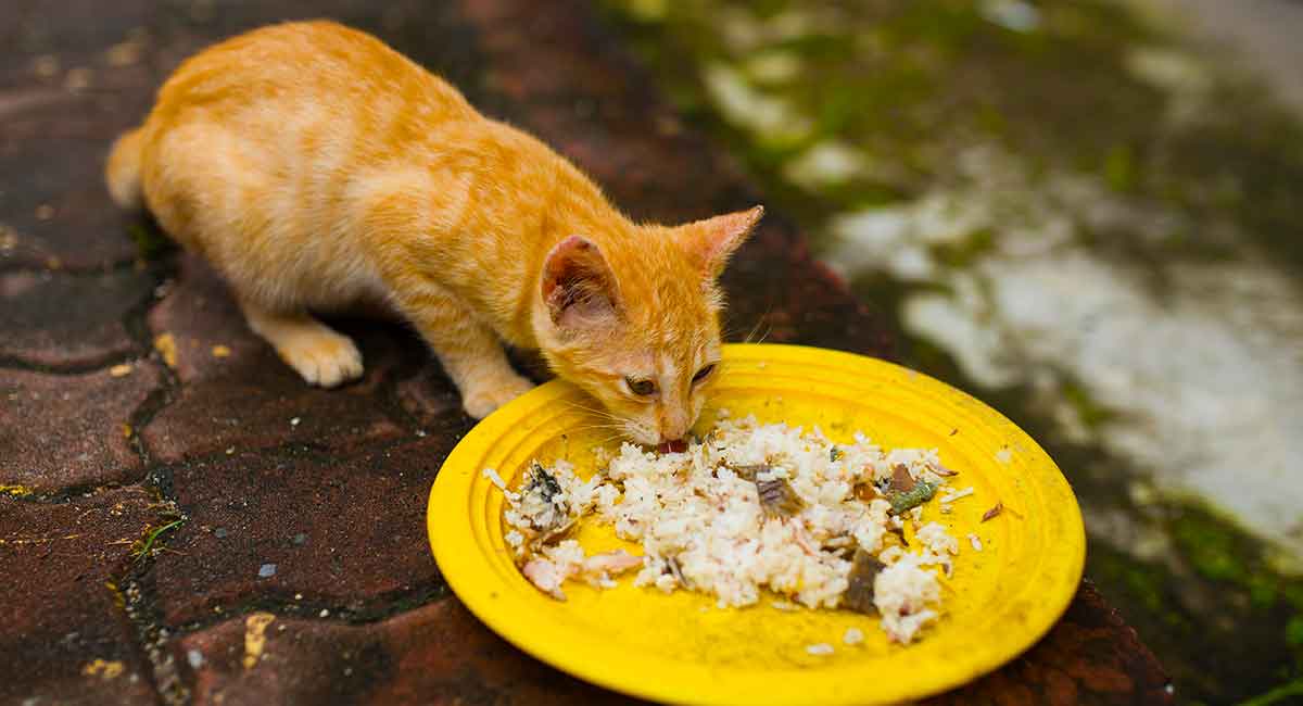 Les chats peuvent-ils manger du riz ?