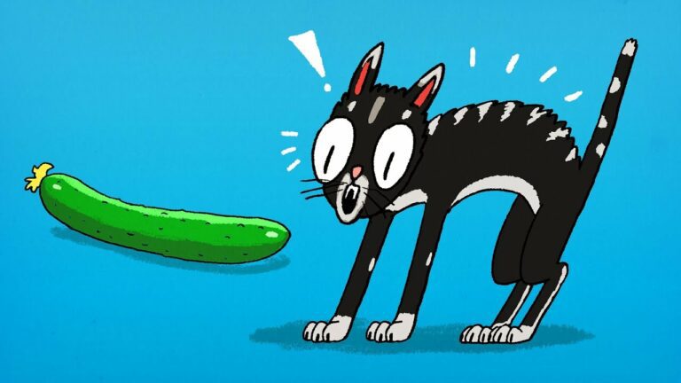 Pourquoi les chats ont-ils peur des concombres ?