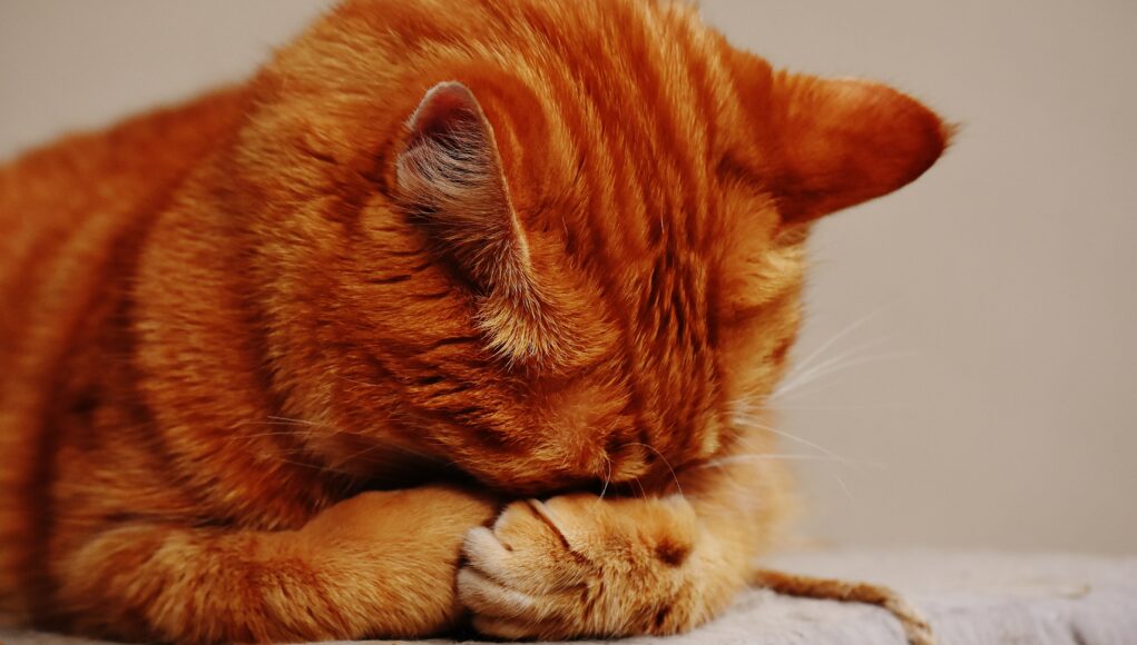 Votre chat vomit ses croquettes car elles ne sont pas assez digestes pour lui.
