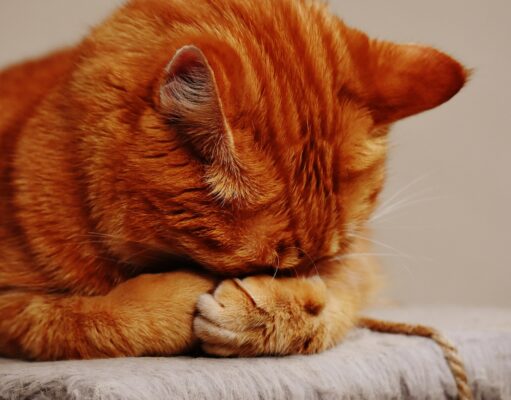 Votre chat vomit ses croquettes car elles ne sont pas assez digestes pour lui.