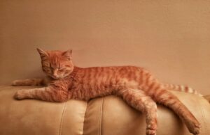Comment empêcher un chat de faire ses griffes sur les meubles?