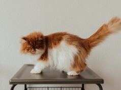 comment entretenir le poil d'un chat persan