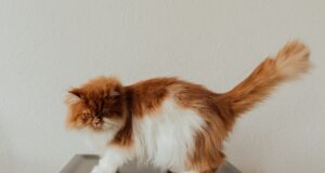 comment entretenir le poil d'un chat persan